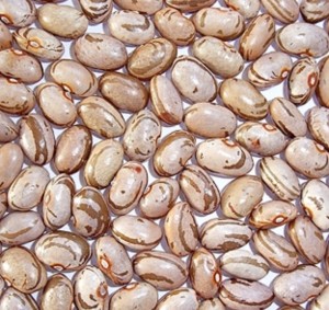 モロッコインゲン豆