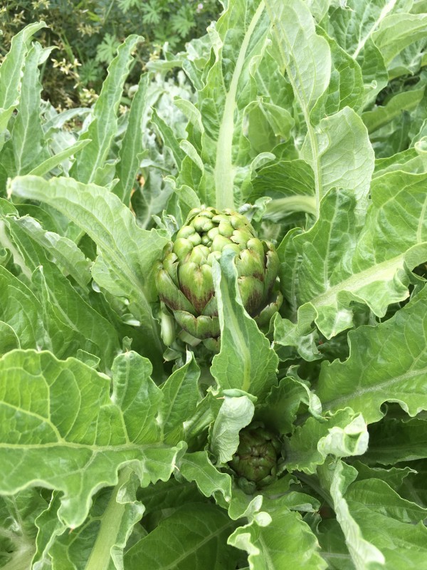 アーティチョーク×ミニアーティチョーク 福岡県 結の実農園